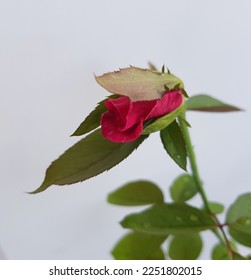 A red rosebud in the morning on blurred background - Shutterstock ID 2251802015