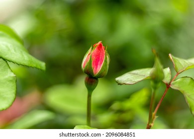 Red rosebud on natural green blurred background, selective focus on corolla of rosebud