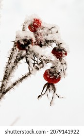 Red rosehip berries covered with frost on the background of snow