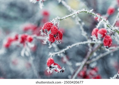 Red rosehip berries covered with frost - Powered by Shutterstock