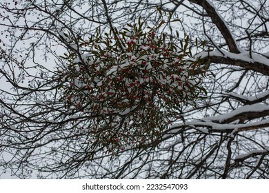 Red rosehip berries with hoar frost
