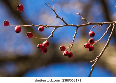 Red rosehip berries on the branches. Romantic autumn still life with rosehip berries. Wrinkled berries of rosehip on a bush on late Fall. Hawthorn berries are tiny fruits that grow on trees and shrubs