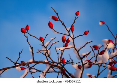 Red rosehip berries with snow, a wild rose shrub with frost and a blue sky in the background