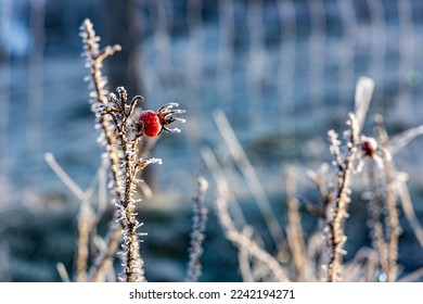 A red rosehip berry on a dried stem is covered with frost