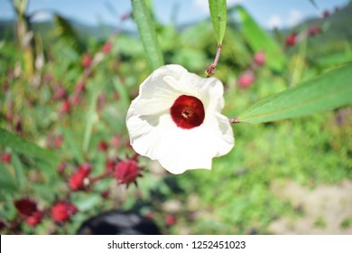 Red Roselle Flower. 