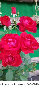 Red roses background