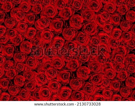 red roses background festive template  valentine day wedding greetings card banner women floral
