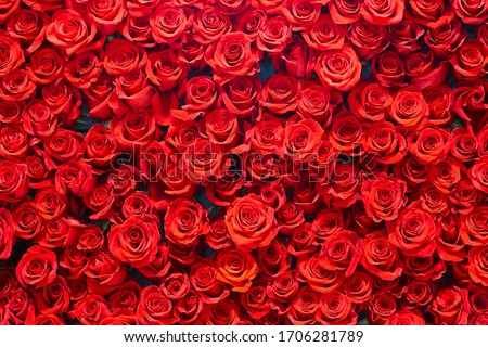 Red roses background. Romance love valentine day decoration bouquet bloom