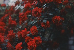Red Roses. Beautiful Dark Red Roses On Bush. Rosebush. Beauty In Nature, Green Turquoise Leaves. Floral Background. Vintage Photo. Symbol Of Passion And Love. Bright Flowers.
