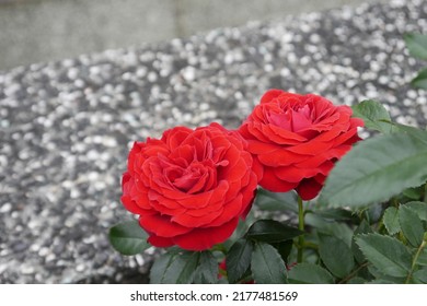 Red roses beside the stone wall in the garden. Concept for love, passion, and romance.