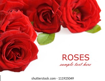 Red roses bouquet isolated on white background with sample text