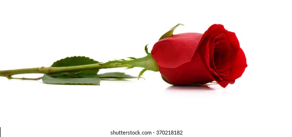 Red Roses Bouquet On White Background