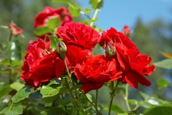 Red Roses Bush Against Blue Sky