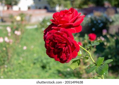 Red roses close up. Floral scenery