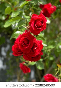 Red Roses close-up in garden