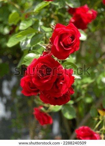 Red Roses close-up in garden