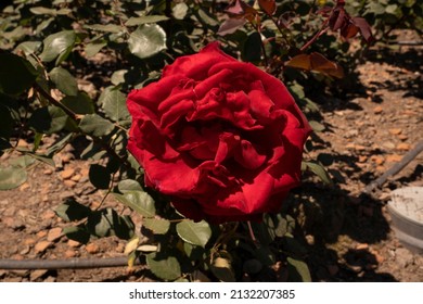 Red Roses. Closeup View Of Rosa Oklahoma Flower Of Red Petals, Spring Blooming In The Garden.