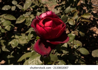 Red Roses. Closeup View Of Rosa Oklahoma Flower Of Red Petals, Blooming In Spring In The Garden.