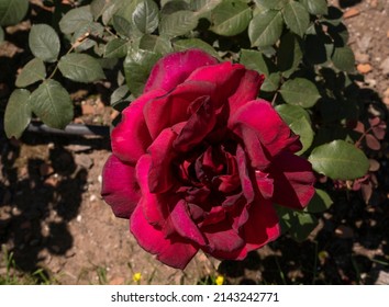 Red Roses. Closeup View Of Rosa Oklahoma Flower Of Red Petals, Blooming In Spring In The Garden.