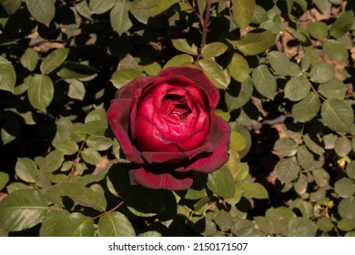 Red Roses. Closeup View Of Rosa Oklahoma Flower Of Red Petals, Blooming In Spring In The Garden.	
