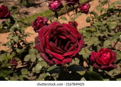 Red Roses. Closeup View Of Rosa Oklahoma Flower Of Red Petals, Blooming In Spring In The Garden.