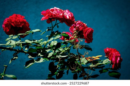 Red roses with a dark blue background - Powered by Shutterstock