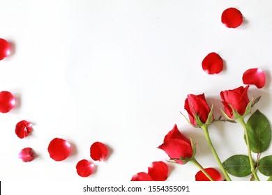 Red roses flower blooming around by red rose petals, isolated on white background