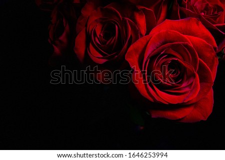 red roses flowers with black background 