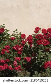 Red Roses Flowers Bush With Branch And Leaves On Neutral Beige Wall. Aesthetic Floral Background