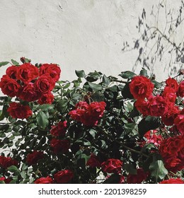 Red Roses Flowers Bush With Branch And Leaves On Neutral Beige Wall. Aesthetic Floral Background