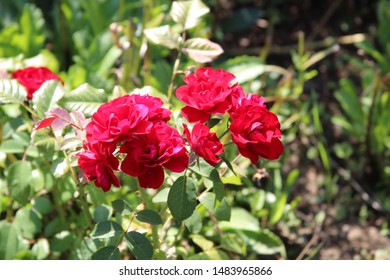 Red roses in full bloom - Shutterstock ID 1483965866