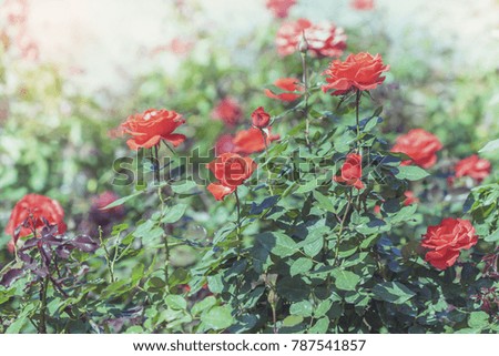Red Roses in the garden on sunny day