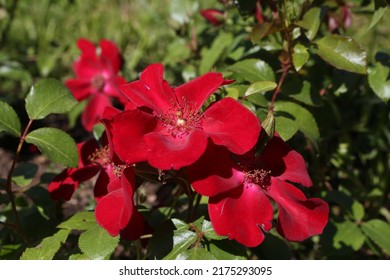 Red roses (grade Cricket, De Ruiter Innovations B. V.) in Moscow garden. Buds, inflorescence of flower closeup. Summer nature. Postcard with red rose. Roses blooming. Red flowers, rose blossom. Photo