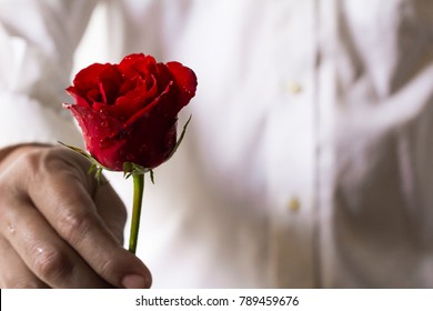 Red Roses In Hand, Sent Roses Represent Love On Valentine's Day.