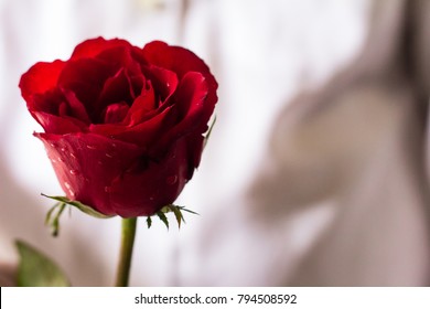 Red Roses In Hand, Sent Roses Represent Love On Valentine's Day.