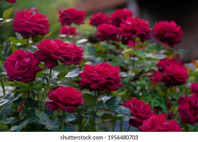 Red Roses 