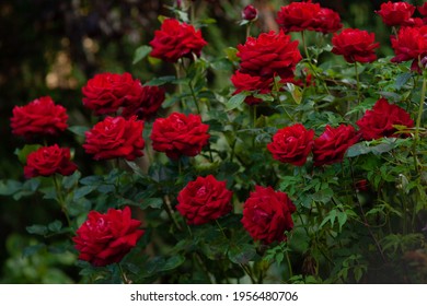 Red Roses 