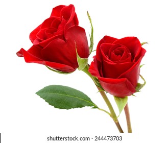 Red roses isolated white