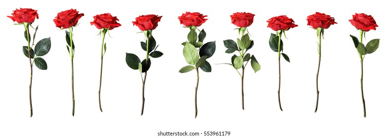 Red Roses Isolated On White Background 