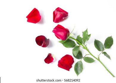 Red Roses Isolated On A White Background