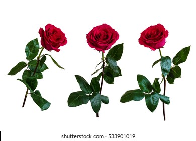 Red Roses. Isolated, White Background.