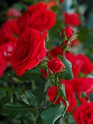 Red Roses In The Natural Environment, Blooming, Elegant, Intimate, Romantic, With Delicate Petals, A Symbol Of Love, Passion And Beauty, Used In Bouquets And Decorations. In The Cosmetics Industry