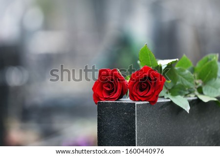 Red roses on black granite tombstone outdoors. Funeral ceremony