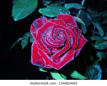 Red Roses On A Bush In A Garden At Night. Red Rose Flower Background At Night