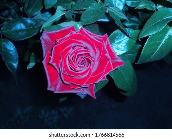 Red Roses On A Bush In A Garden At Night. Red Rose Flower Background At Night