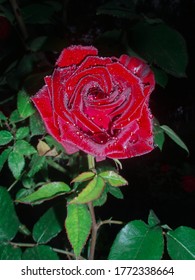 Red Roses On A Bush In A Garden At Night. Red Rose Flower Background At Night