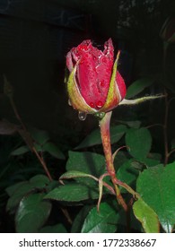 Red Roses On A Bush In A Garden At Night. Red Rose Flower Background At Night