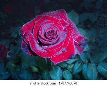 Red Roses On A Bush In A Garden At Night. Red Rose Flower Background At Night