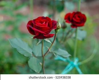 Red Roses on a bush in a garden. Russia.