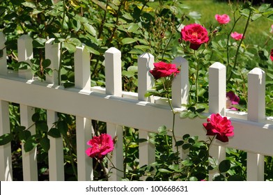 Red Roses on White Fence